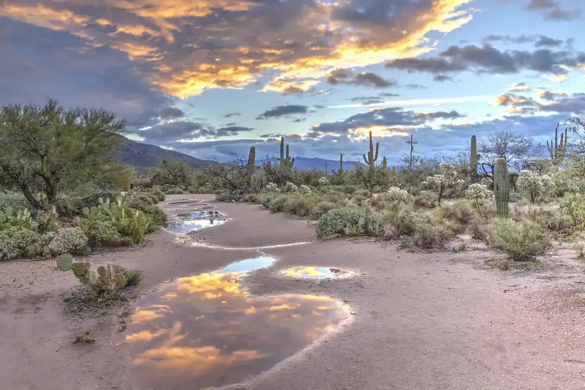 Rain puddles reflecting a sunset sky on a desert path lined with saguaros
